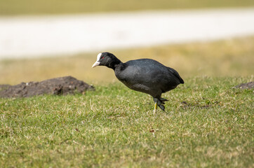 Europe wildlife, northern Germany Ostfriesland 