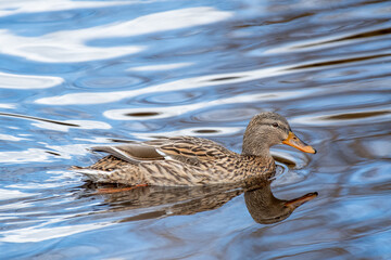 Europe wildlife, northern Germany Ostfriesland 