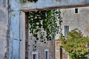 Plant in an old doorway