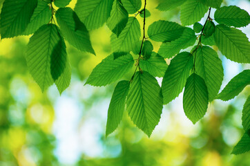 green leaves on the green backgrounds