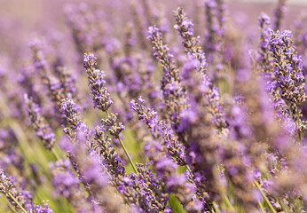 lavender field in region