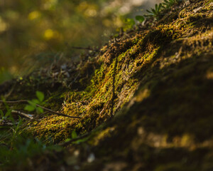 moss on a tree