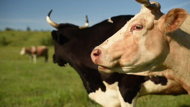 Flies prevent cows from grazing in a meadow in a village. Cattle eat grass in a field in the village.