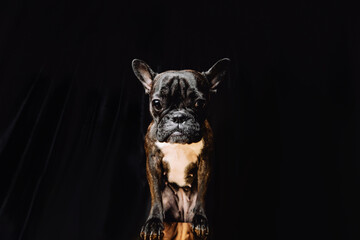 French Bulldog on a black background. Place for your text. The bulldog is looking straight at you. Flat lay.