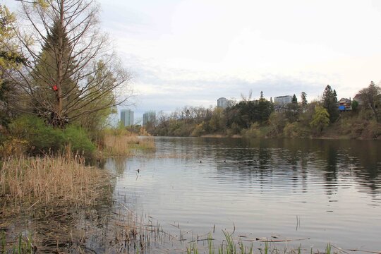Toronto, High Park, sakura Lake Park with ducks