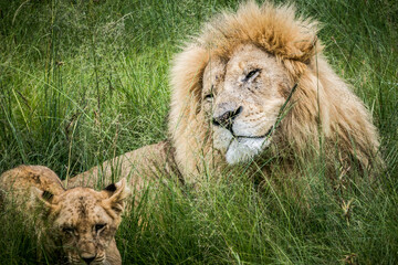 Panthera leo (lion) (colored picture) Photographed in South Africa.