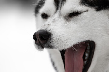 Portrait of a dog of the Siberian Husky breed. The pet is black and white with a wide open mouth. Very close-up. The dog on the right is looking to the left. An animal with closed eyes. - obrazy, fototapety, plakaty