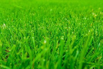 Background of the green grass. Eco concept. Selective focus