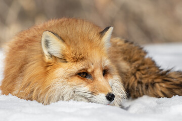 The red fox lies in the snow and looks to the right. A fox with raised ears lies in the winter forest and listens. Predatory animal in its natural habitat. An animal in the wild. High quality photo
