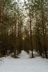 A dark, dense forest with rows of tall young pines. Sunset time in early spring. Spring landscape