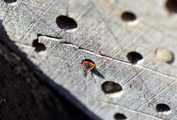 Feuerwanze schlüpft in ein Insektenhotel