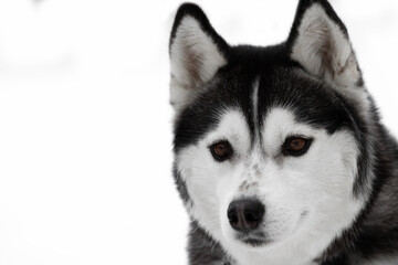 Portrait of a dog of the Siberian Husky breed. Black-white dog with brown eyes on a white background. Copy space. The animal on the right side of the frame is looking at the camera. High quality photo