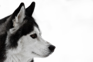 Portrait of a dog of the Siberian Husky breed. Black-white dog with brown eyes on a white background. Copy space. The animal on the left of the frame looks to the right. High quality photo