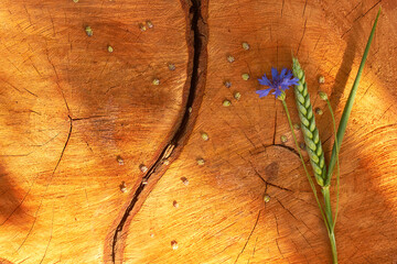 Cornflower and spikelet flower on a cracked stump. Tree rings texture. Wooden background pattern.