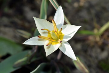 Weiße Blüte einer wilden Tulpe