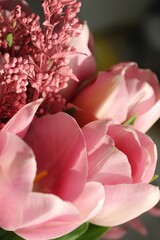 Bouquet of beautiful pink tulips in early spring as a postcard or picture with nice flowers