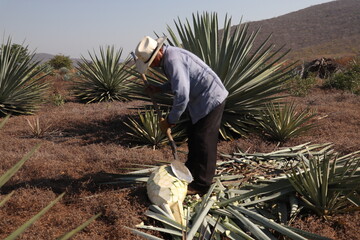 Maguey