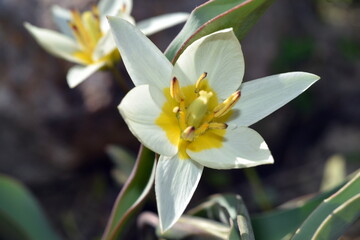 Wei&szlig;e Bl&uuml;te einer wilden Tulpe