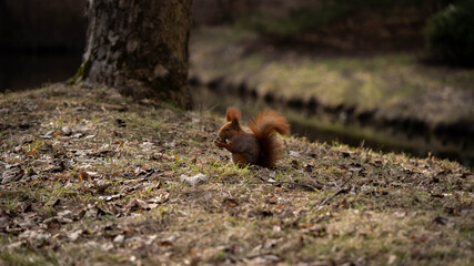 portrait of a squirrel eating a nut on the lawn