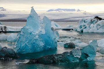 Seagull on an Iceberg swimming in the Jökulsárlón glacier lake, Vatnajökull National Park, Iceland
