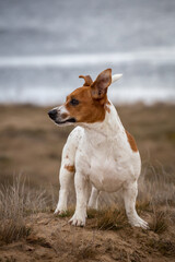 Portrait of Jack Russell Terrier on the sand