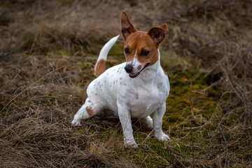 Young Jack Russell Terrier on the grass.