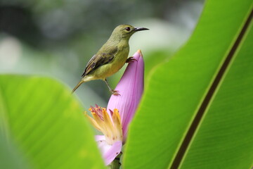 bird, nature, wildlife, animal, green, branch, yellow, beak, sunbird, wild, avian, feather, feathers, tree, forest, wings, black, birds, blue, color, outdoor, tropical, thailand, beautiful, asia