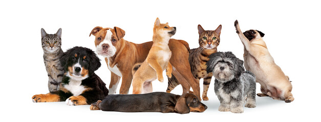 group of eight cats and dogs