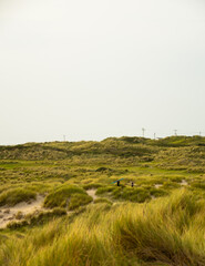 Obraz premium Grass dunes