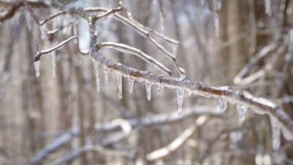 Close up of Ice on Winter Branches | Frozen Tree Branch