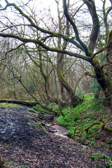 Woodland stream