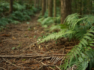 森の中の登山道