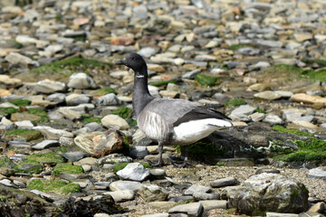 Brent goose horizontal photo  bird on the beach
