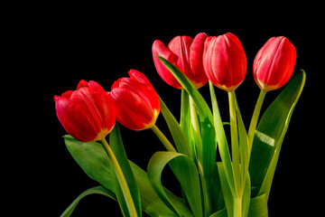 Five red tulips bouquet isolated on black background.