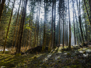 Mystical forest sunbathing in rays of light near city Prachatice, Czech Republic.