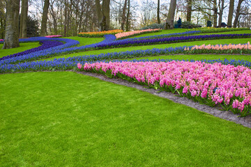 Fototapeta premium Spring flowers on a green lawn in the park