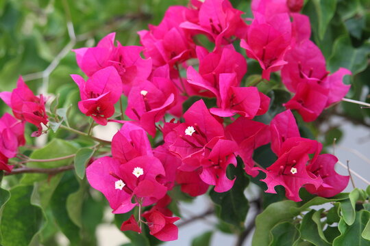 buganvilia en flor