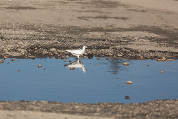 A white pigeon drinks water from a puddle.