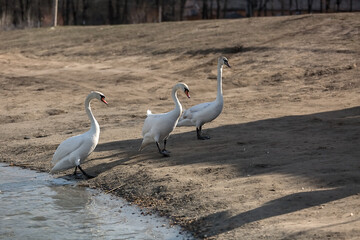 White three swans come out on the shore of the lake. Close-up.