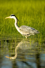 Grey heron fishing in the pond