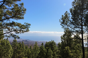 Obraz na płótnie Canvas Mountainous landscape in Tenerife with green trees and unrivaled views on Islands Canaries