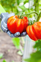 Robot manipulator collects tomatoes in the greenhouse