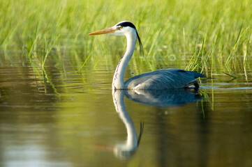 Grey heron fishing in the pond
