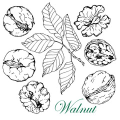 Walnut. Set. Stock vector illustration. Isolated on white background.Black white sketch. Hand drawn illustration for packaging, labels, design of vegetarian products.