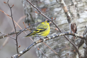 枝にとまるマヒワ