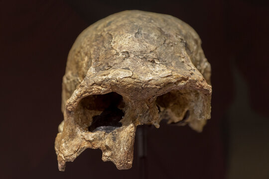 Homo ergaster skull fragment