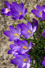 purple crocuses on a sunny day