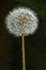 A Dandelion waits for the wind to pollinate it