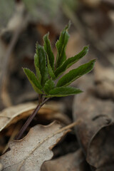 close up of a leaf