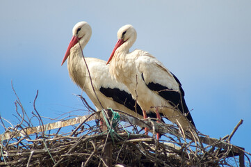 White stork in the nest